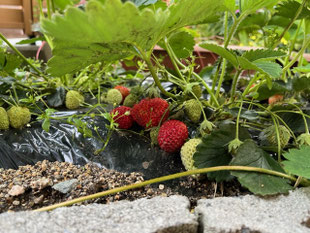 平成26年10月24日苺の苗植え