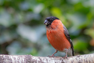 Warum beginnen Singvögel bei der Revierbildung zu unterschiedlichen Zeiten mit dem Gesang?
