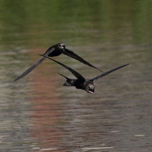 Martinets noirs © Yann Février