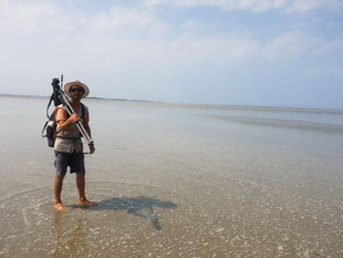 Guide nature, Travers&e de la Baie de Somme, phoque