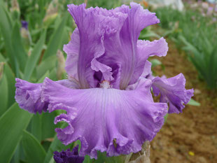 Iris violets produits en France - Iris de la Garenne