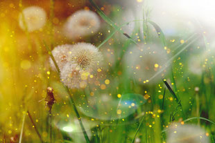 Weiße Pustblumen im grünen Gras, umgeben von funkelnden gelben Lichtpünktchen.