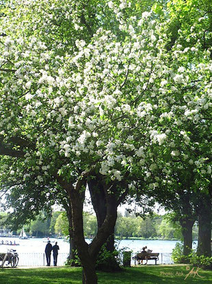 Hamburg Alster _light in green_ Photo: Ank 2014