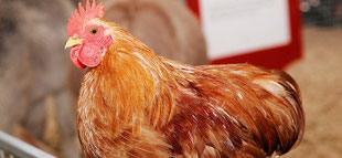 homophones grammaticaux la poule