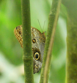 mehr als handtellergroßer Riesen-Schmetterling