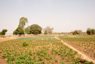Kartoffel-Feld