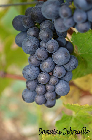 domaine debreuille, tournus, plottes, royer, macon, chalon sur saone, mancey, lugny, vin, vigne, fut, press cask, pressoir,  tonneau, bouteilles, proprietaire recoltant, wine, bourgogne, grape, cepage, aligote, chardonnay, pinot, gamay,