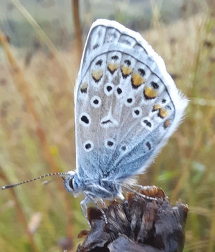 Hauhechelbläuling (Polyommatus icarus) (tmc)