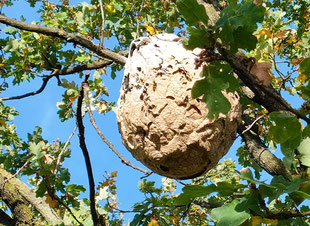 Ein Nest hoch im Baum kann auf ein Vorkommen der Asiatischen Hornisse deuten. Nur der Fachmann kann helfen. (beissel)