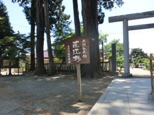直江杉