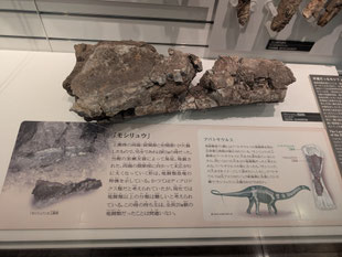 モシリュウの骨（国立科学博物館）