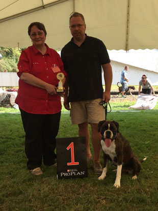 Boxer Hund vonderwaldnielerheide Ausstellung