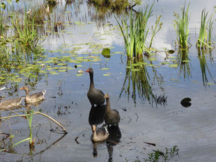 Zwei Gänse mit einem Gänseküken und zwei Enten auf einem See mit Schilf im Hintergrund