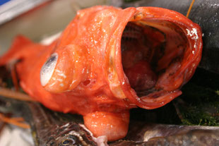 Tsukiji,Yamaharu,築地,山治,赤穂鯛