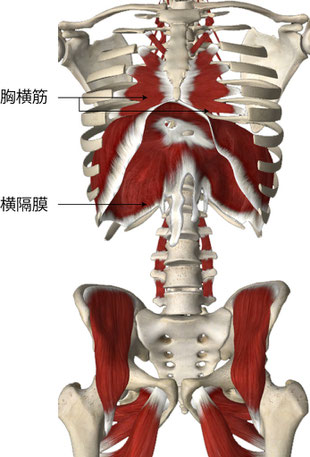 Essential Anatomy より