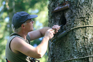 Schwarzspecht, Höhle, Höhlenbaum, Tanne