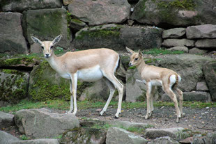 Foto: Zoo Karlsruhe