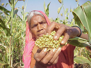 Champs de sorgo (photo DDS)