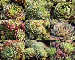 čuvarkuća, sempervivum, kamenjar, rock garden, suho, suša, sunce