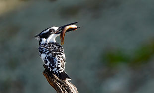 Kingfisher macht fette Beute im Chobe River