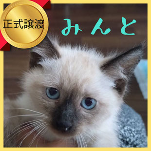 里親募集中の猫たち - 名古屋 猫 譲渡会 里親