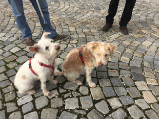 Lissy und Dolce Vita vom Isarflimmern :)