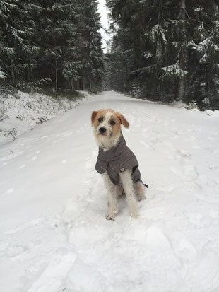Briesel von der Holderheide, bestens gerüstet !