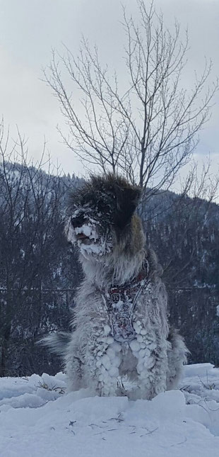 Andorra von der Holderheide, eine Schnee-Liebhaberin