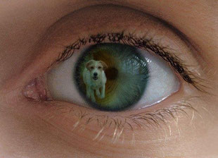 Das Auge im Blick....