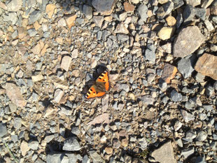 Transformation - von der Raupe zum Schmetterling- Auch unter ungünstigen Bedingungen frei durchs Leben fliegen
