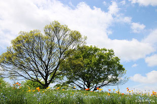 二本の木（万博記念公園の花の丘）