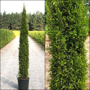 Toskana Thuja
