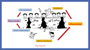 coupe de la peau avec les systemes immunitaires