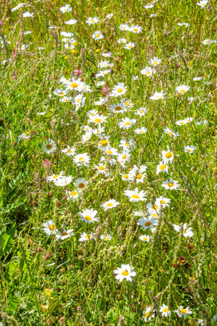 Parco naturale regionale del Sasso Simone e Simoncello