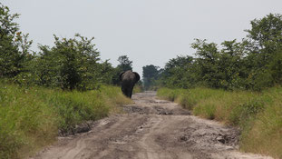2014-Mar-21 Roads are for everyone in Chobe National Park