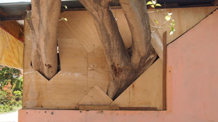 Tree in wall, Gili Air, Indonesia