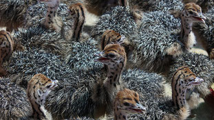 5-days-old: baby ostriches