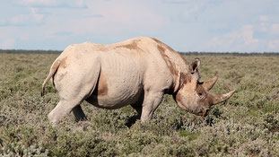 Trotting away - Black Rhino