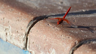 Dragonfly, Kgalagadi NR, South Africa