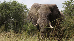 Chobe - elephants' paradise