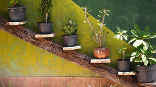 Botanic Wall, Gili Air, Indonesia