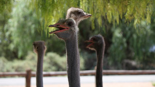 Ostriches - beautiful, wild birds