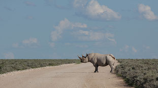 Rhino's crossing