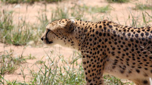 Cheetah, fastest cat in the world