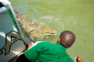 Jamaican Fearless tour guide with the hand in the Black river calling a crocodile to swim closer to the boat