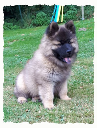 Chiot Eurasier à l'école pour chiots à Dax