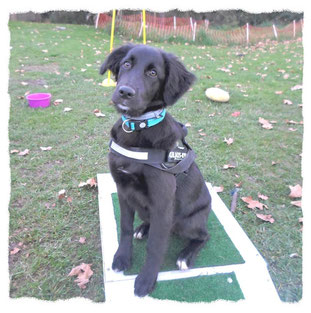 Croisé Labrador Border à l'école pour chiots à Dax