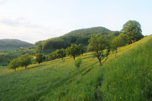 Obstgarten