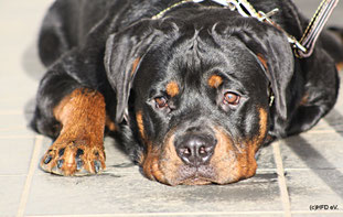 Hundefreunde kennenlernen