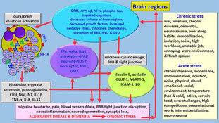 Abb1: Schematische Darstellung der Erzeugung und Verstärkung von Neuroinflammation und Neurodegeneration durch chronischen psychischen Stress via Mastzellmediatoren. Quelle: Kempuraj et al.,2019).